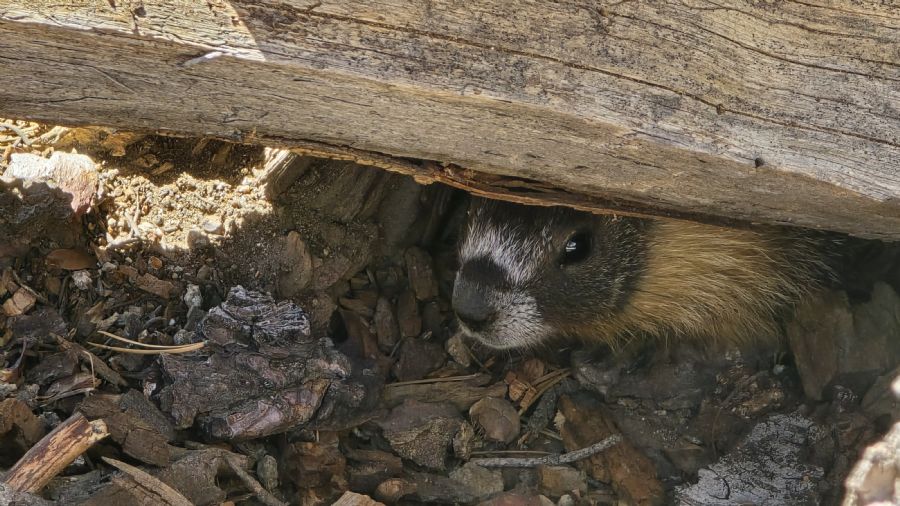 פארק יוסמיטי